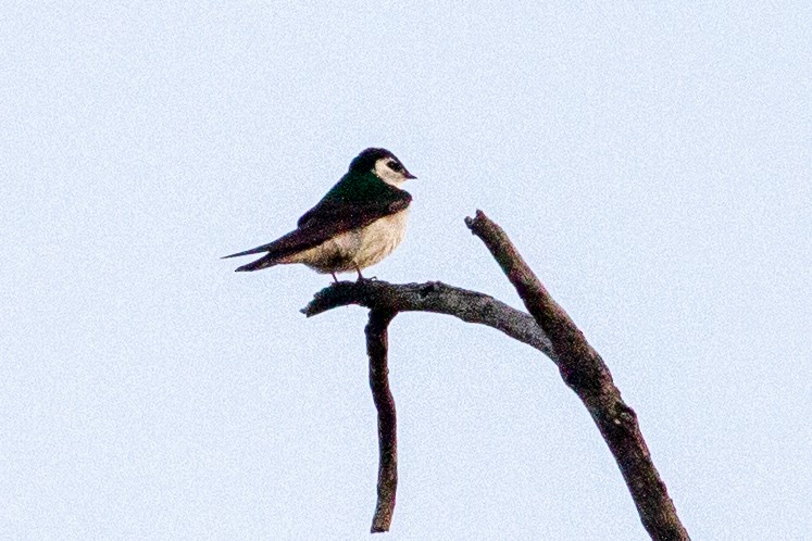 Violet-green Swallow - Oded Ovadia