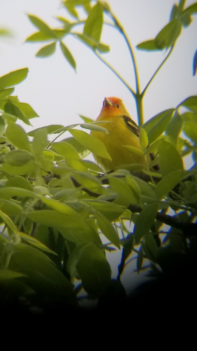 Western Tanager - Ryan Emig