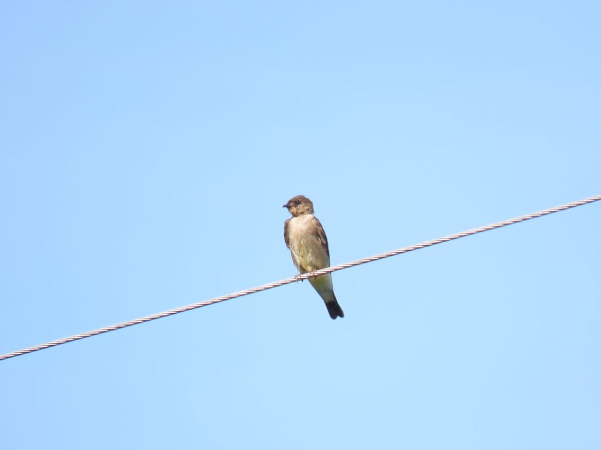 Southern Rough-winged Swallow - Rubén Darío Gallego Torres