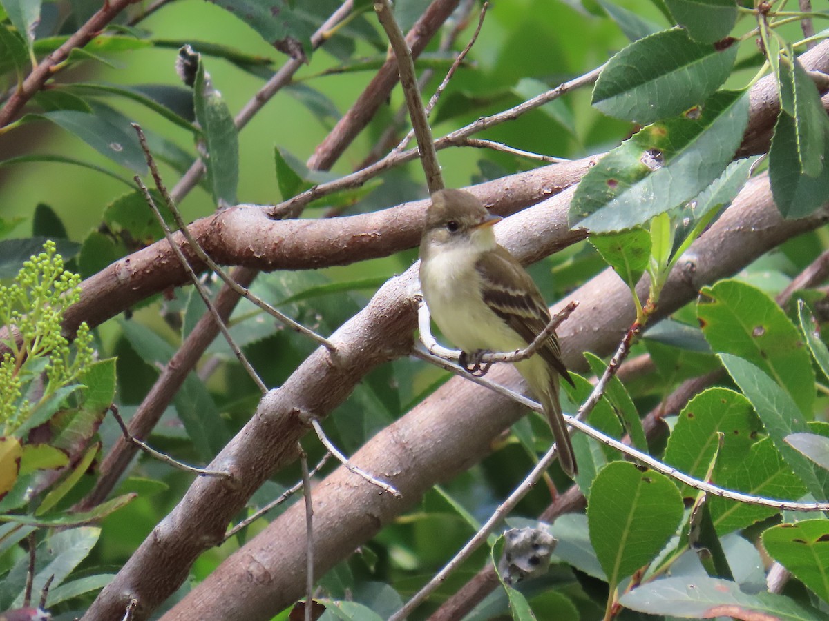 Willow Flycatcher - Shirley Reynolds