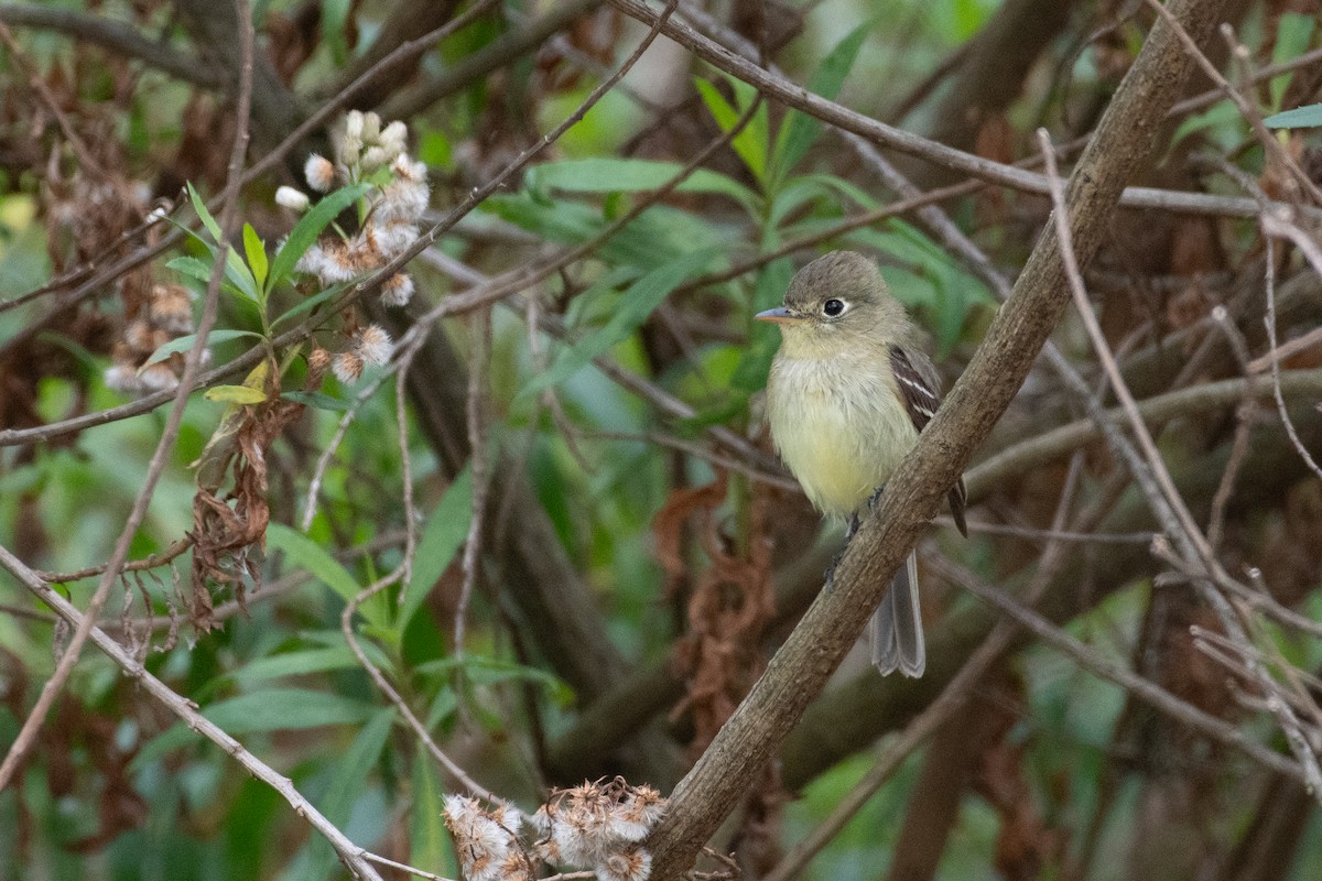 Western Flycatcher (Pacific-slope) - Will Black