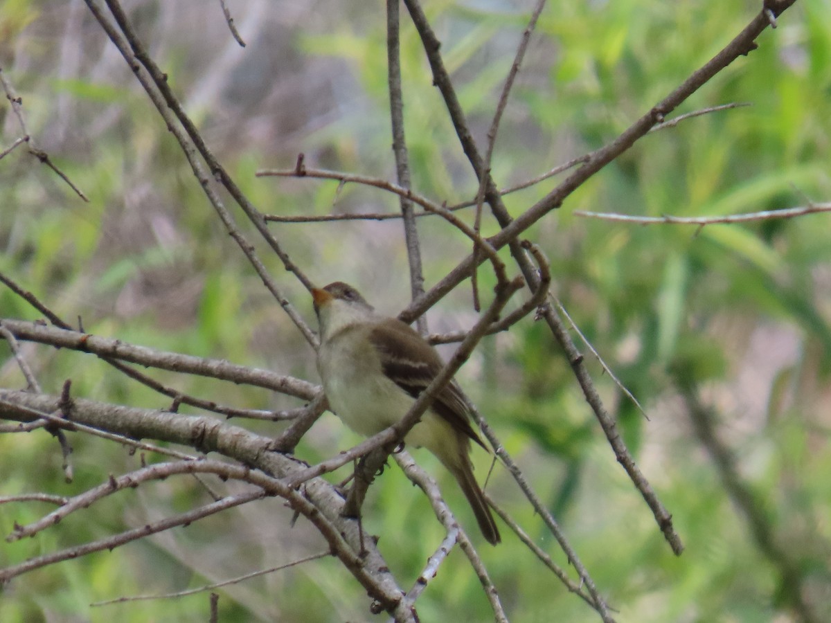 Willow Flycatcher - Shirley Reynolds