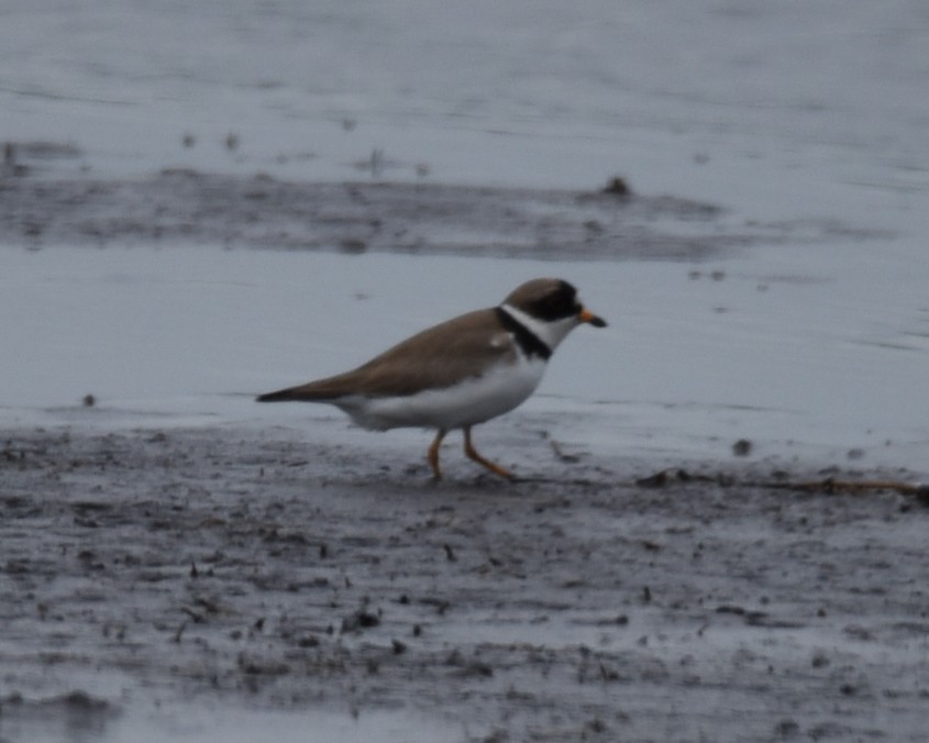 Semipalmated Plover - ML619065441