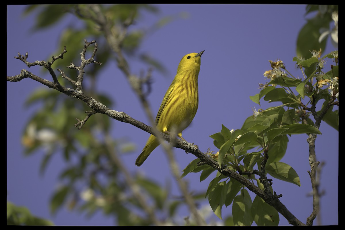 Yellow Warbler - Nea Gicu
