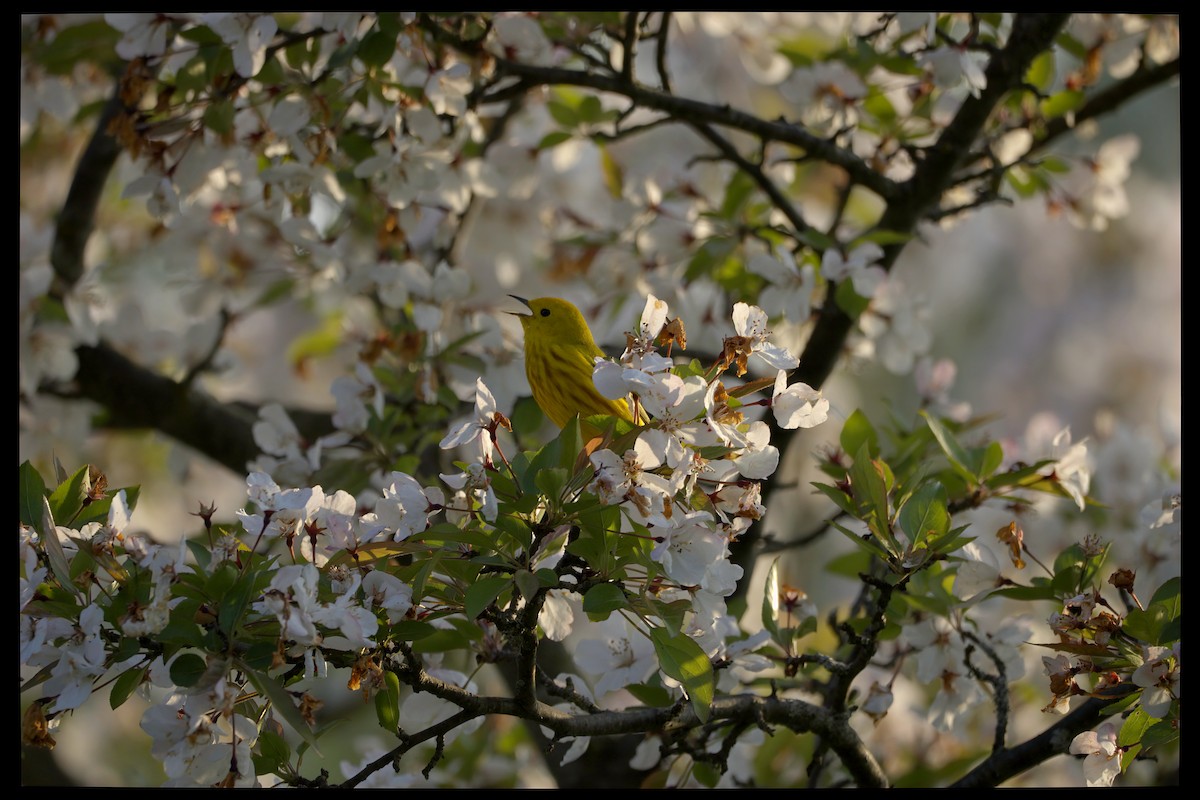 Yellow Warbler - Nea Gicu