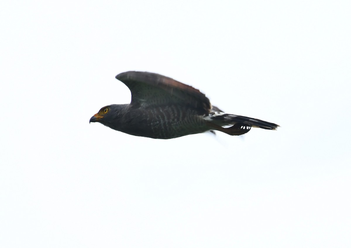 Roadside Hawk - ML619065466