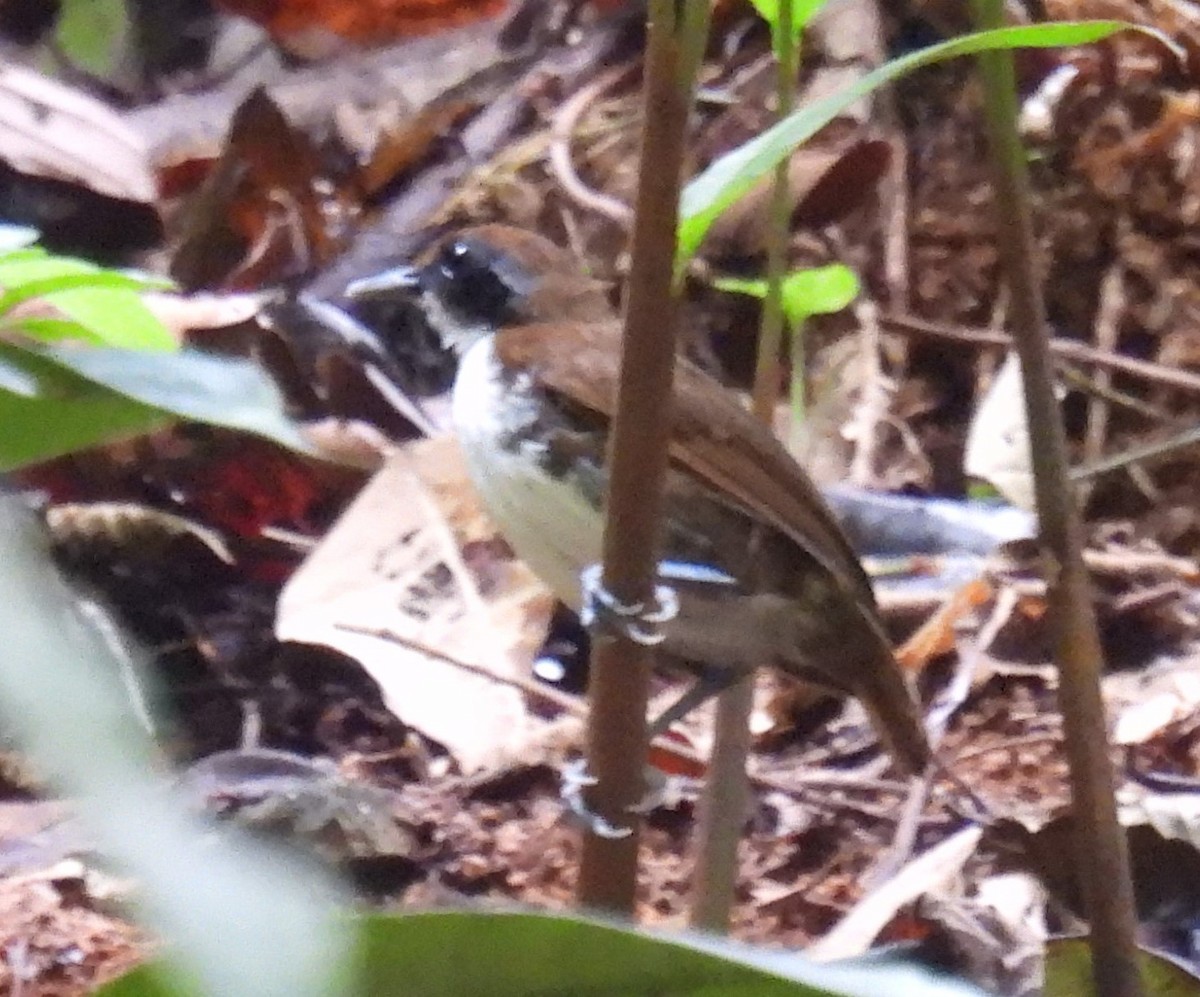 Bicolored Antbird - Eduar Paez