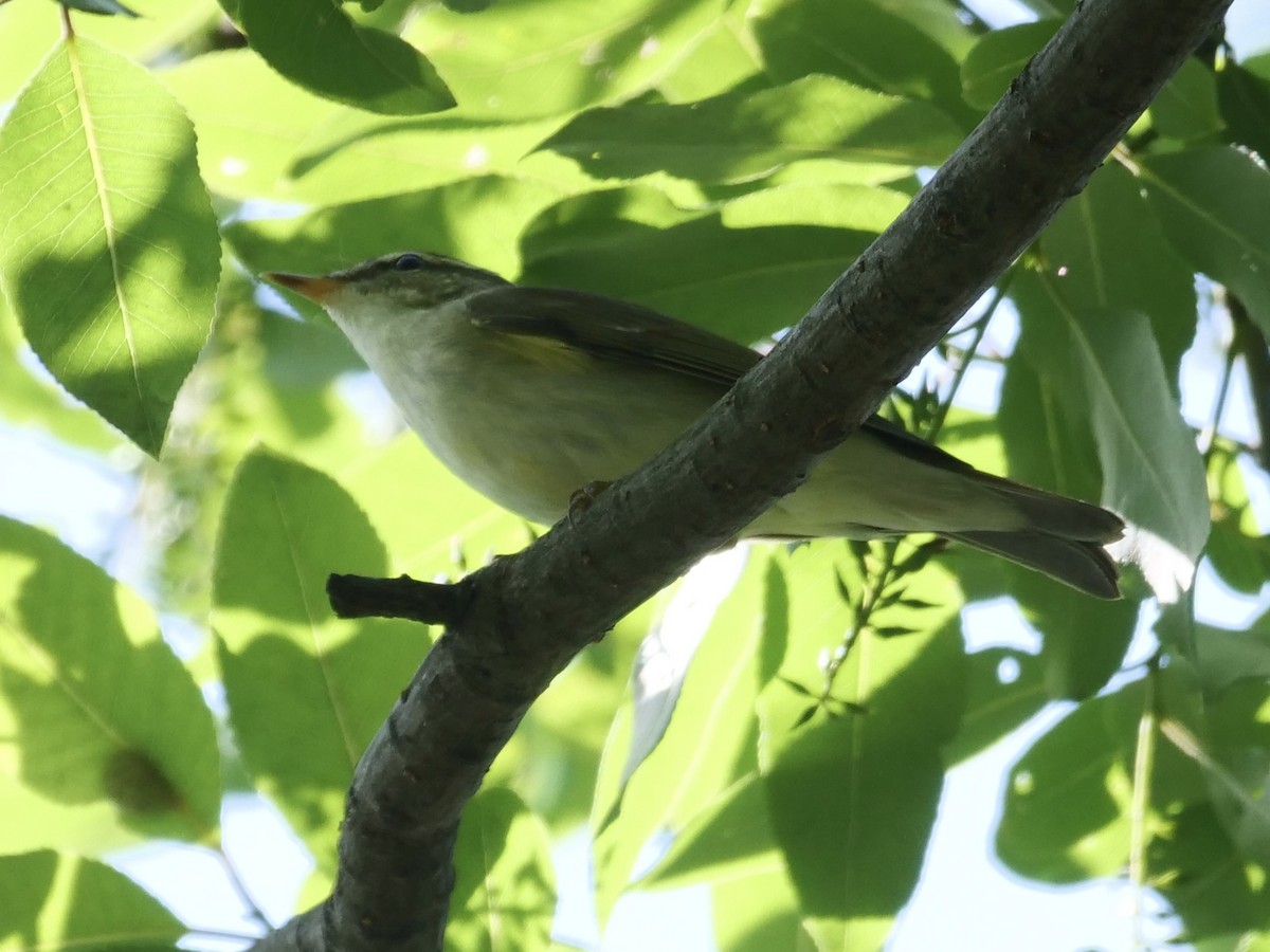 Kamchatka Leaf Warbler - ML619065538