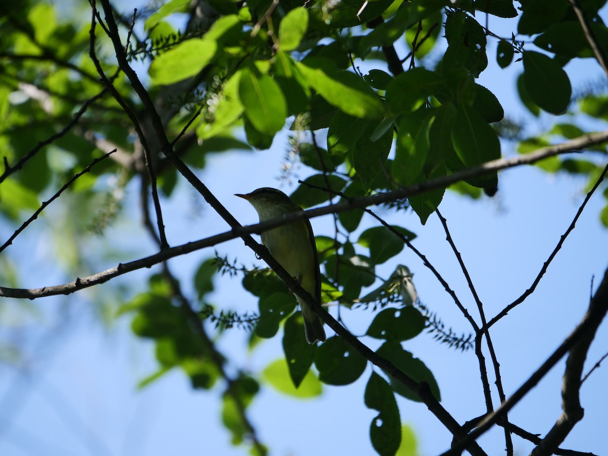 Kamchatka Leaf Warbler - Litao Yu