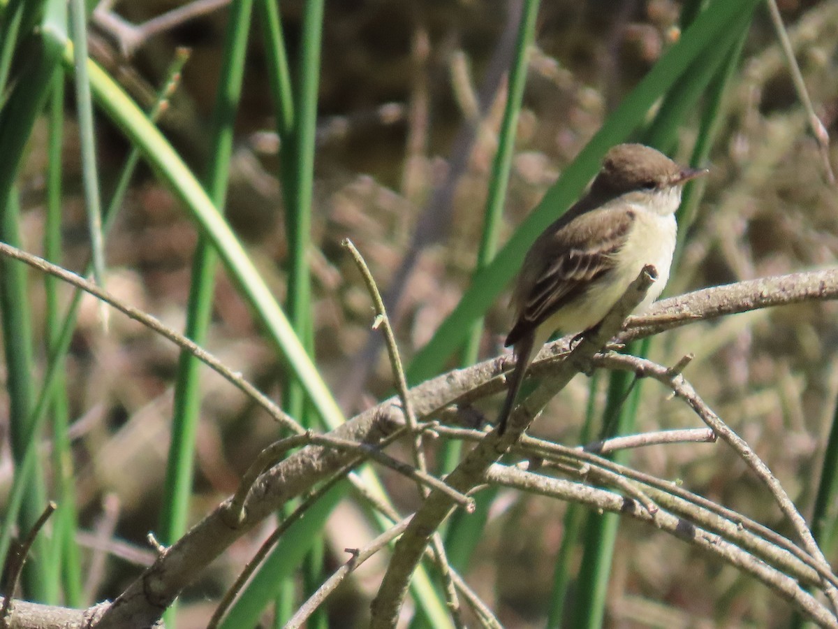 Willow Flycatcher - ML619065555