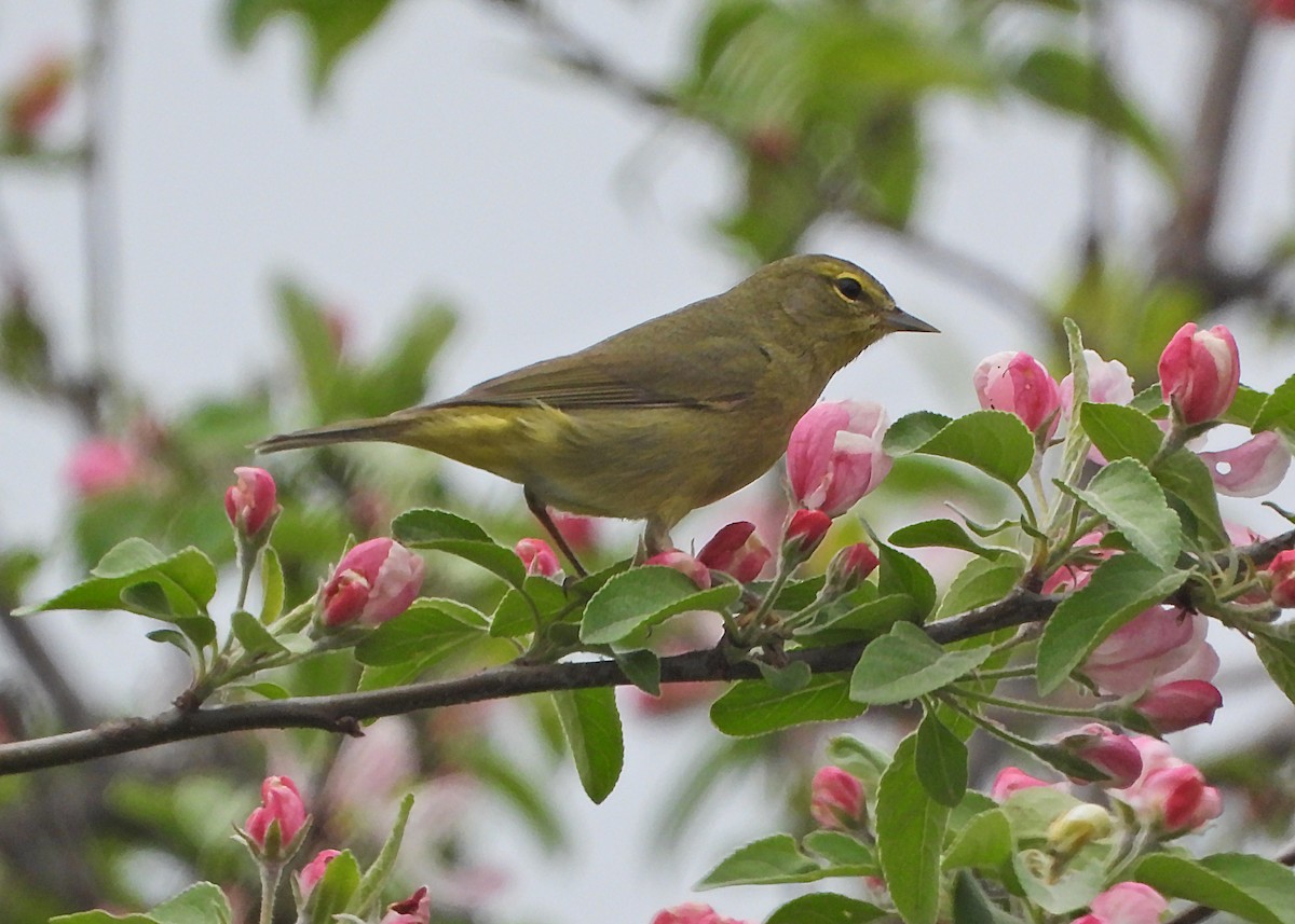 Orange-crowned Warbler - Manon English