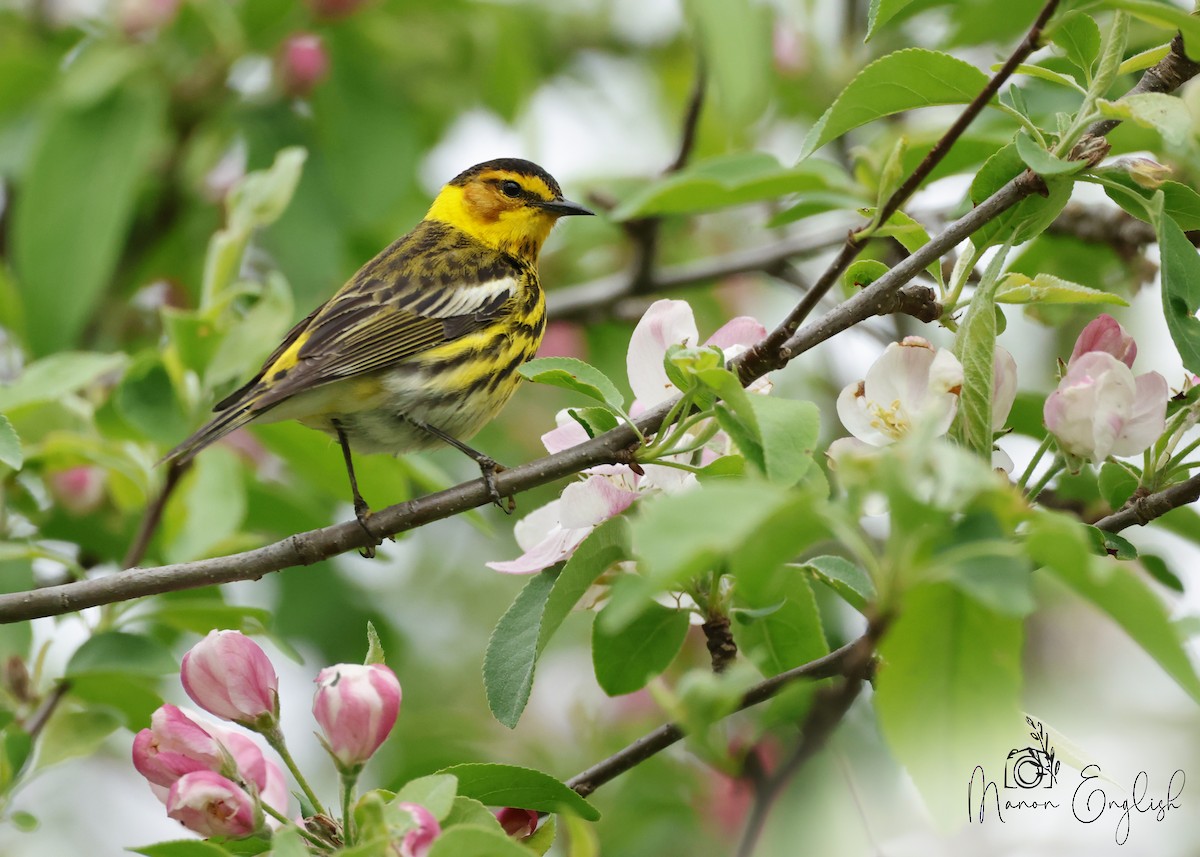 Cape May Warbler - ML619065580