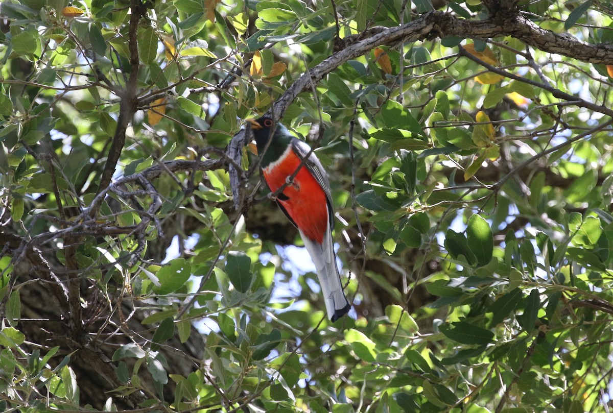 Elegant Trogon (Coppery-tailed) - James (Jim) Holmes