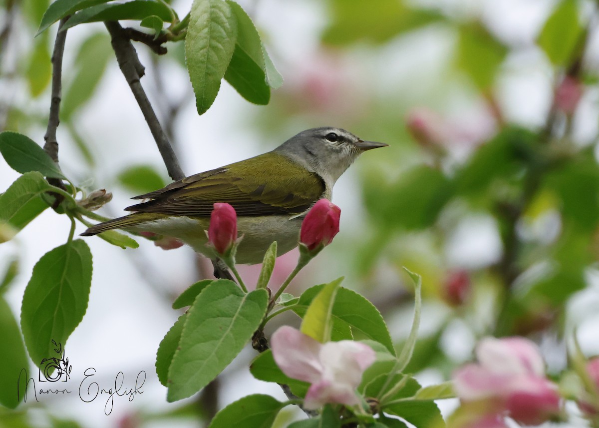 Tennessee Warbler - Manon English