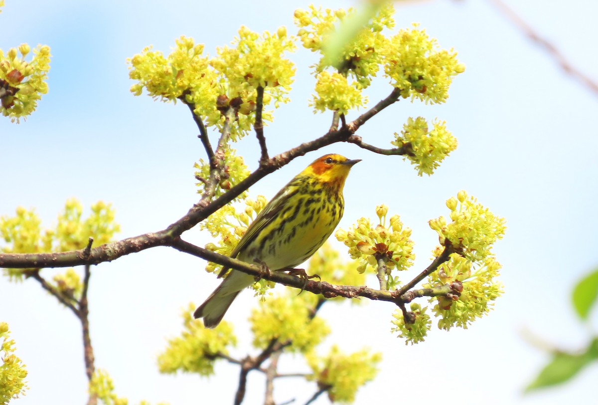 Cape May Warbler - tom aversa