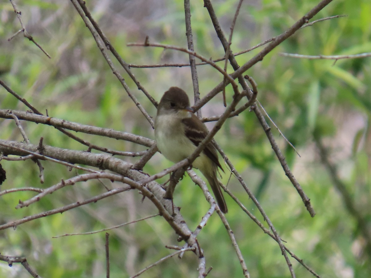 Willow Flycatcher - Shirley Reynolds