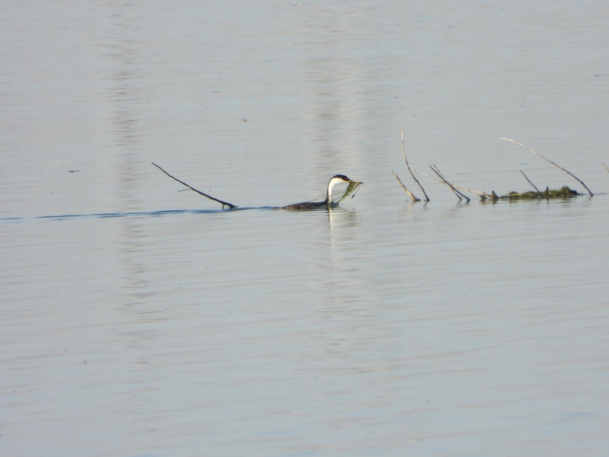 Western Grebe - ML619065616