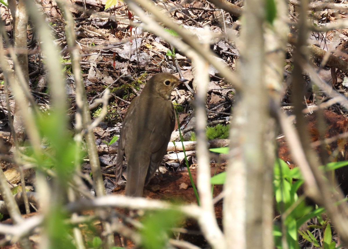 Swainson's Thrush - tom aversa