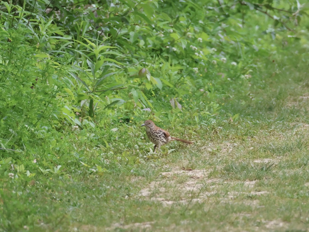 Brown Thrasher - Joanne Morrissey