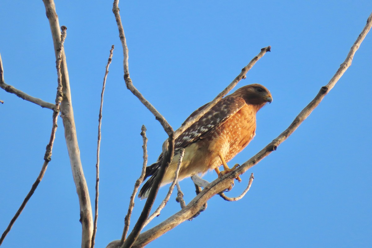Red-shouldered Hawk - Terry Swope