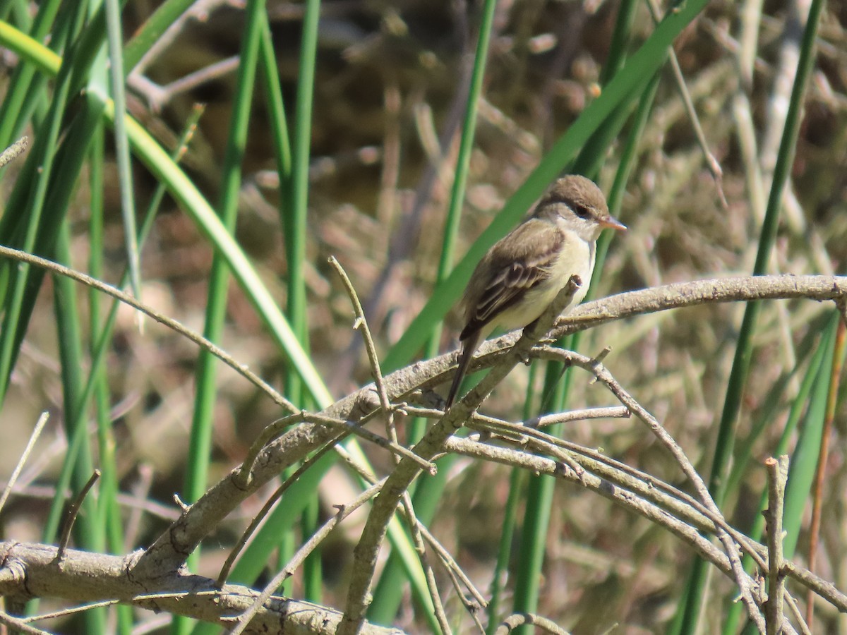 Willow Flycatcher - ML619065638