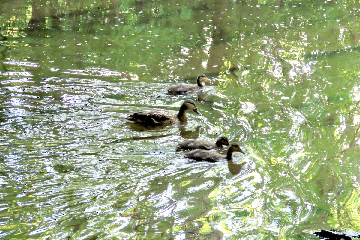 Mallard - Terry Swope