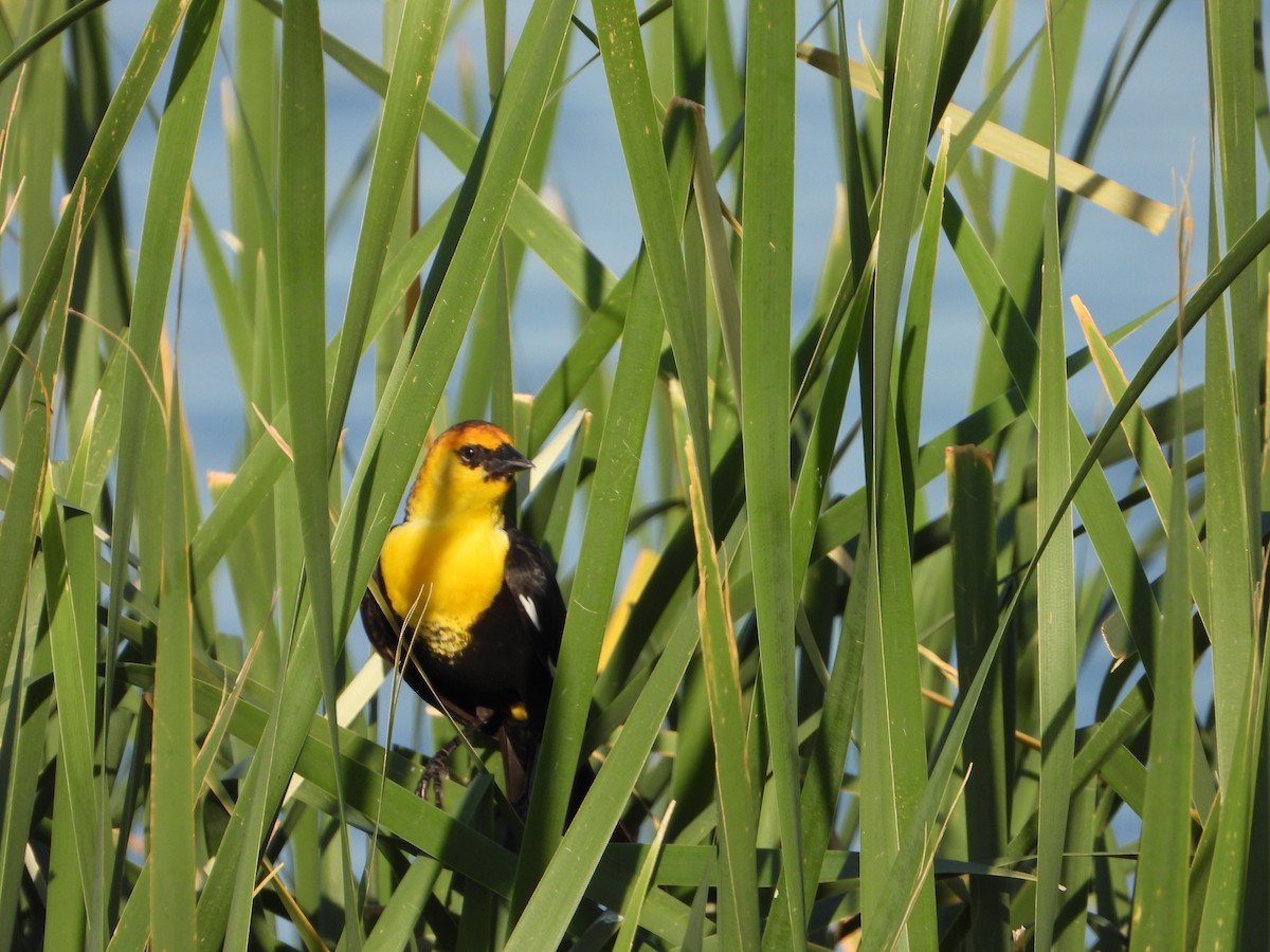 Yellow-headed Blackbird - joe sweeney