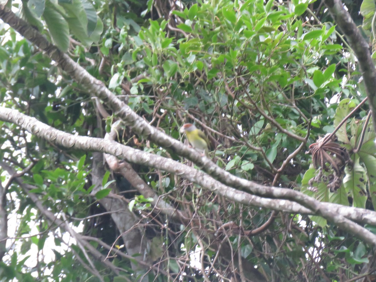 Краснобровый попугаевый виреон - ML619065677