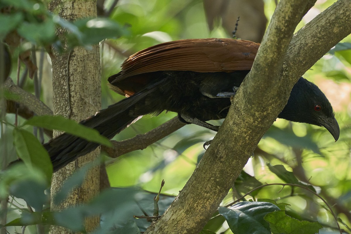 Greater Coucal - ML619065678