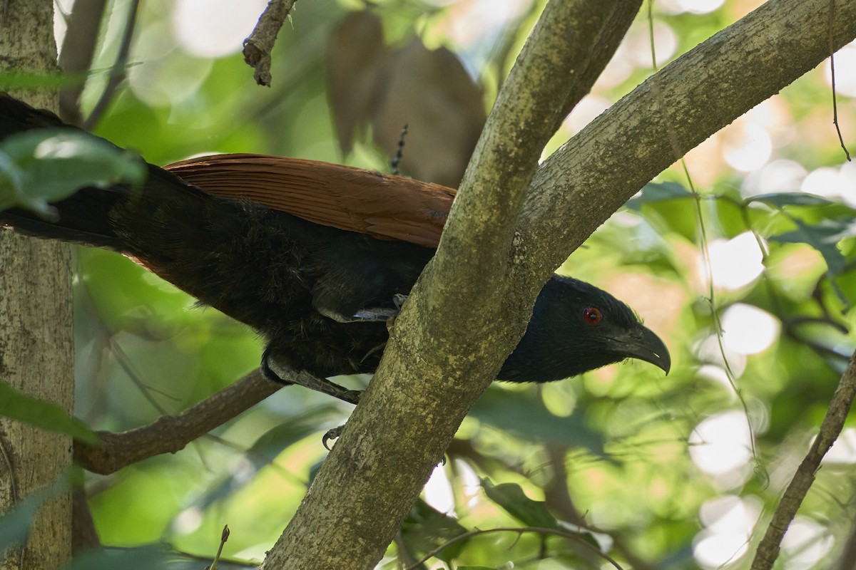 Greater Coucal - ML619065679