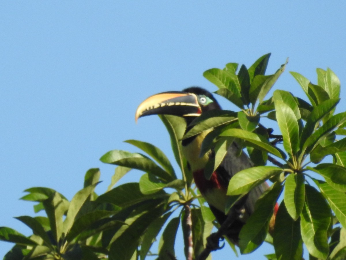 Chestnut-eared Aracari - Secretaria de Cultura y Turismo
