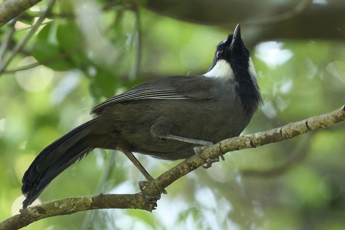 Black-throated Laughingthrush - ML619065697