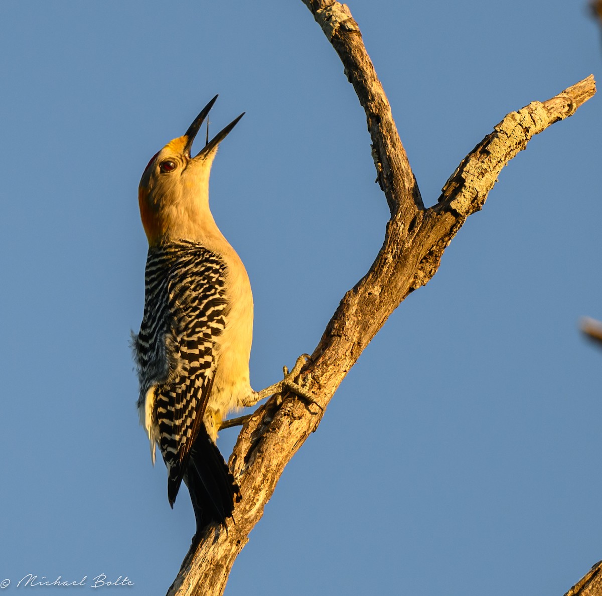 Golden-fronted Woodpecker - Michael Bolte
