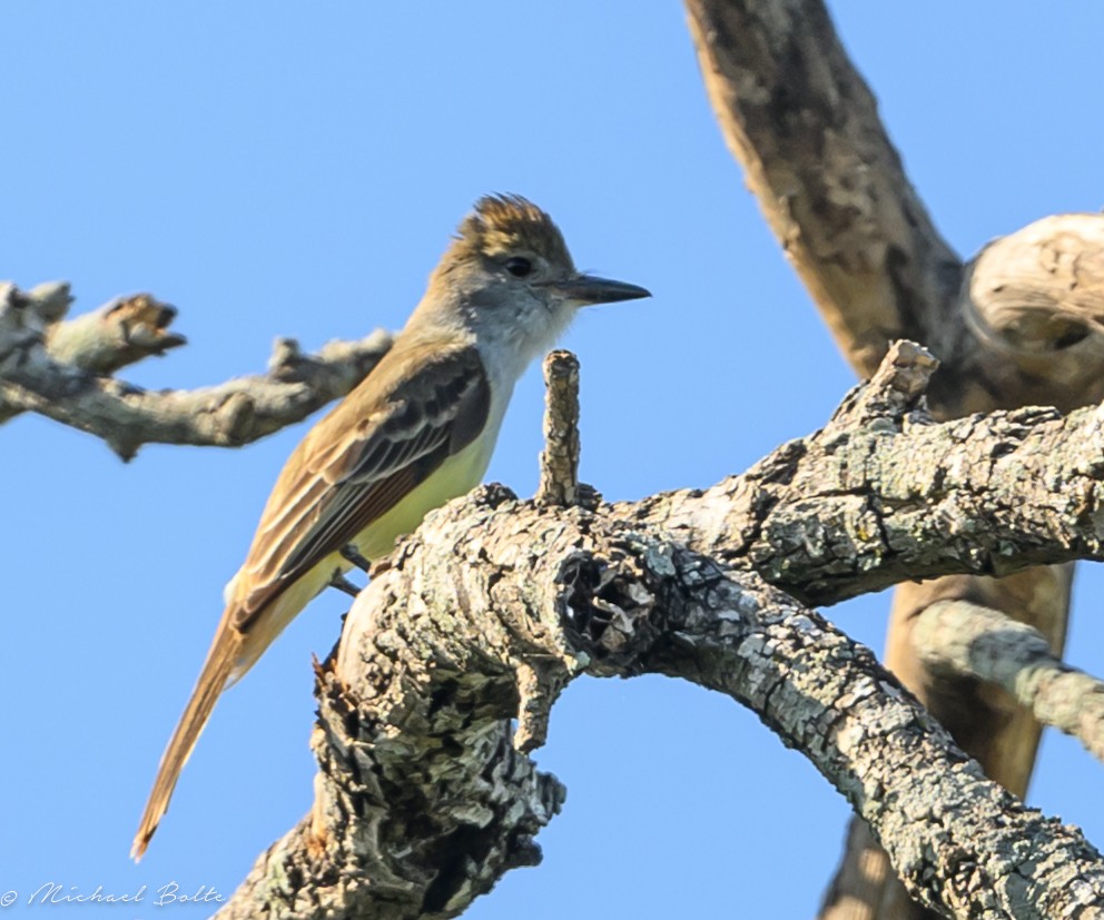 Brown-crested Flycatcher - Michael Bolte