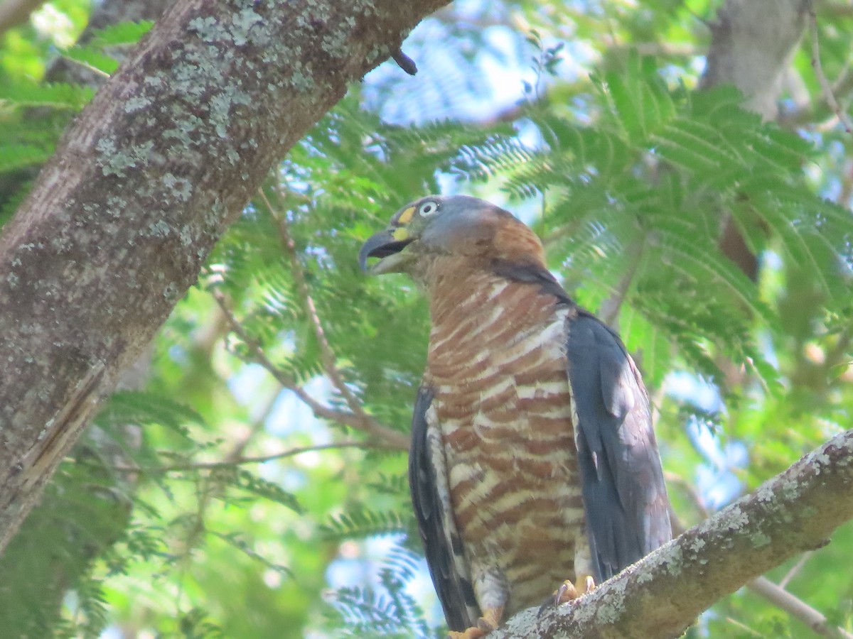 Hook-billed Kite - ML619065709