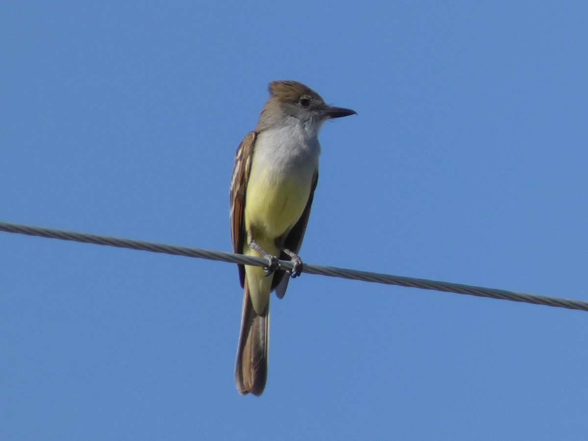 Brown-crested Flycatcher - Steven C and Emily B