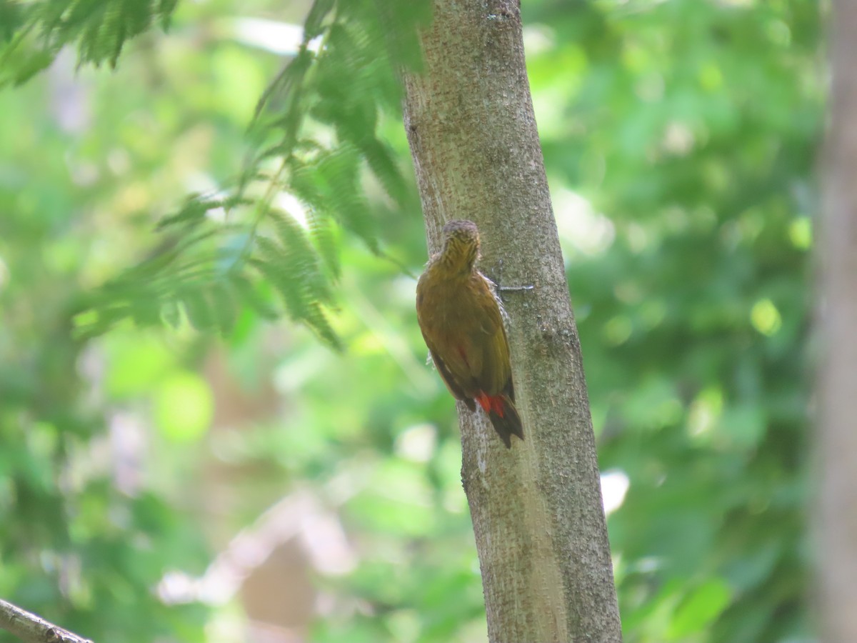 Red-rumped Woodpecker - luis cruz esquivel