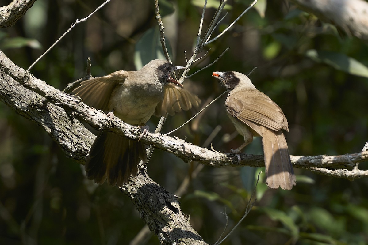 Masked Laughingthrush - ML619065725