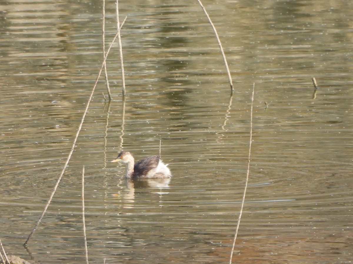 Little Grebe - ML619065769