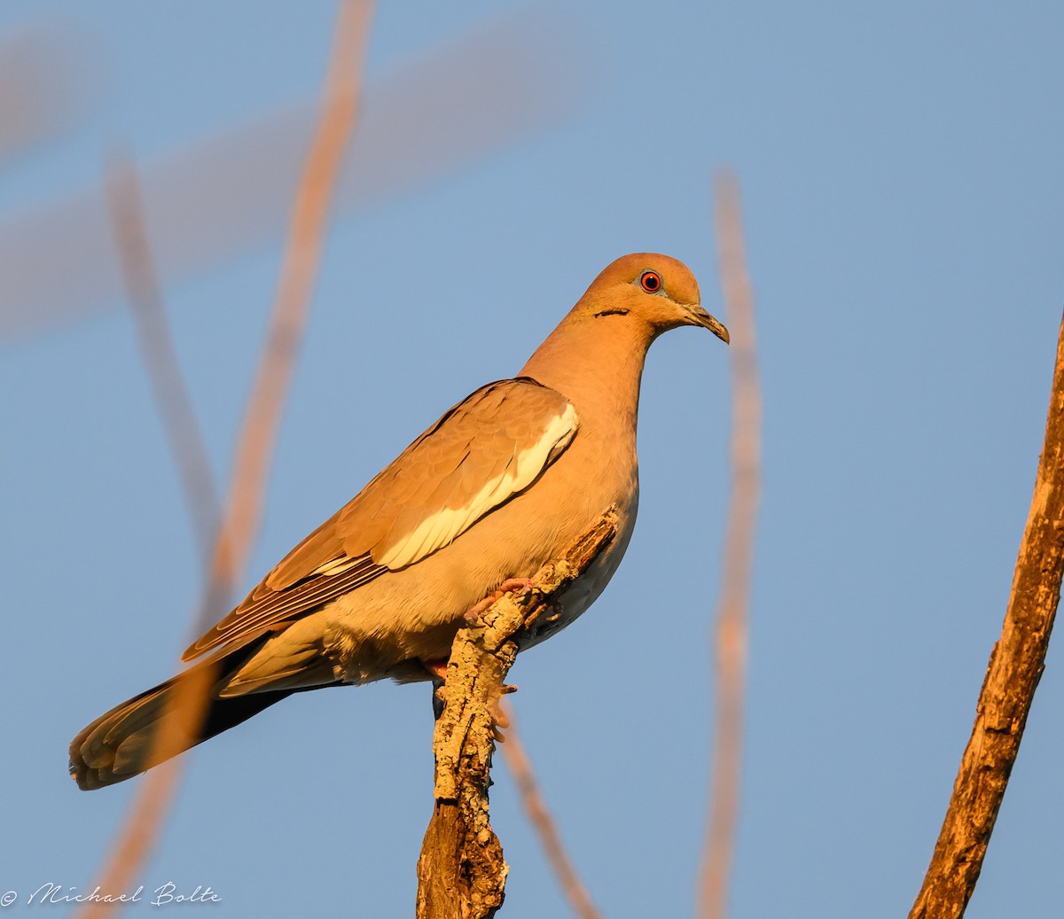 White-winged Dove - ML619065770