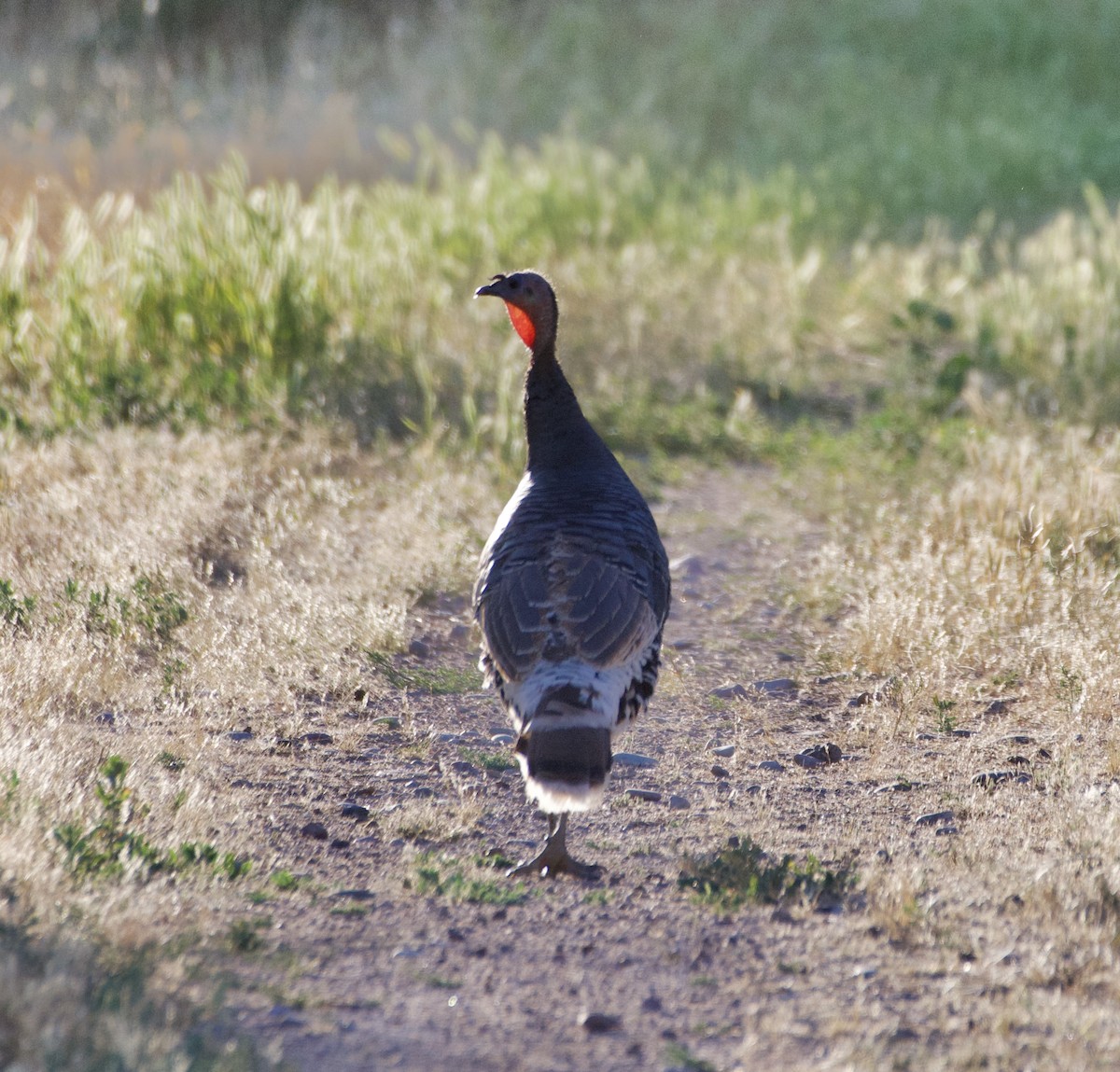 Wild Turkey - Tim DeJonghe