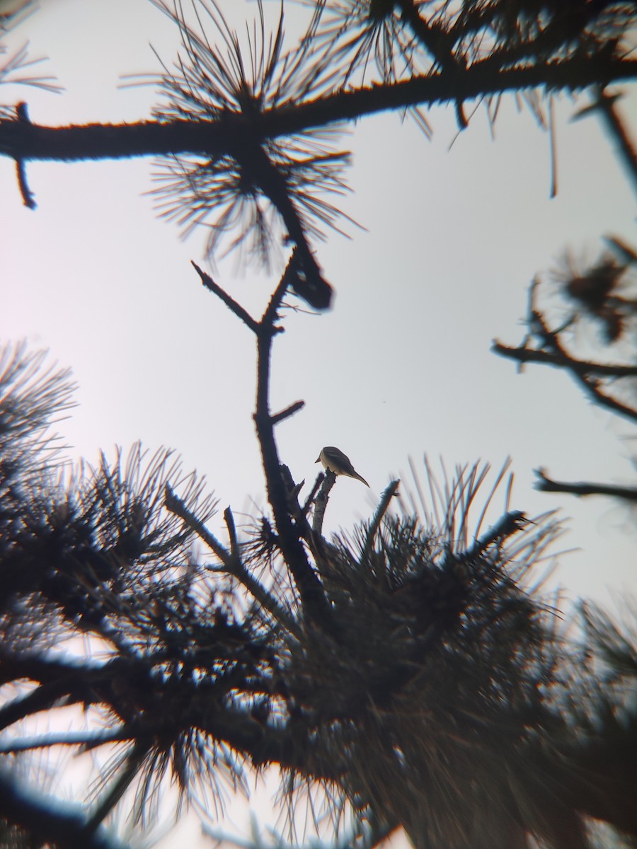 Eastern Wood-Pewee - ML619065803