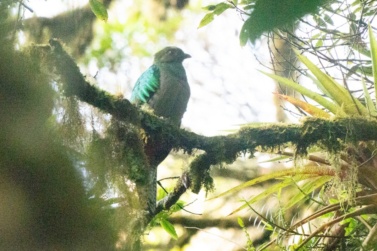 kvesal chocholatý (ssp. costaricensis) - ML619065806