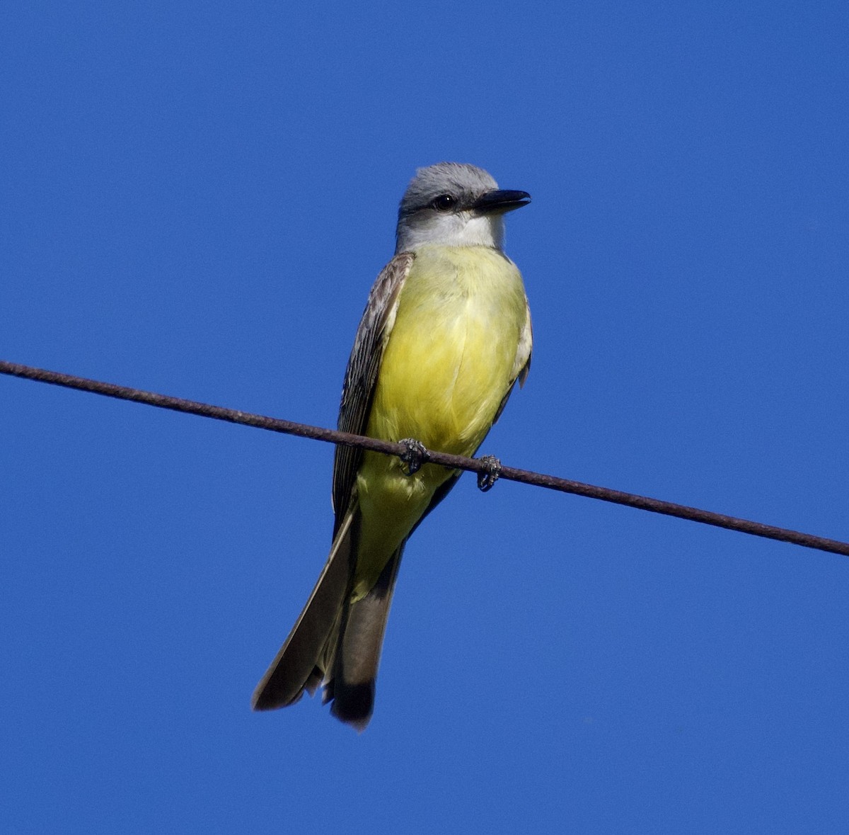 Tropical Kingbird - ML619065832