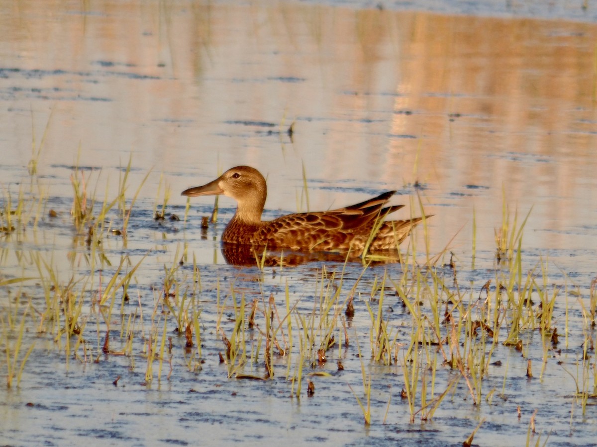 Cinnamon Teal - Howard Sands