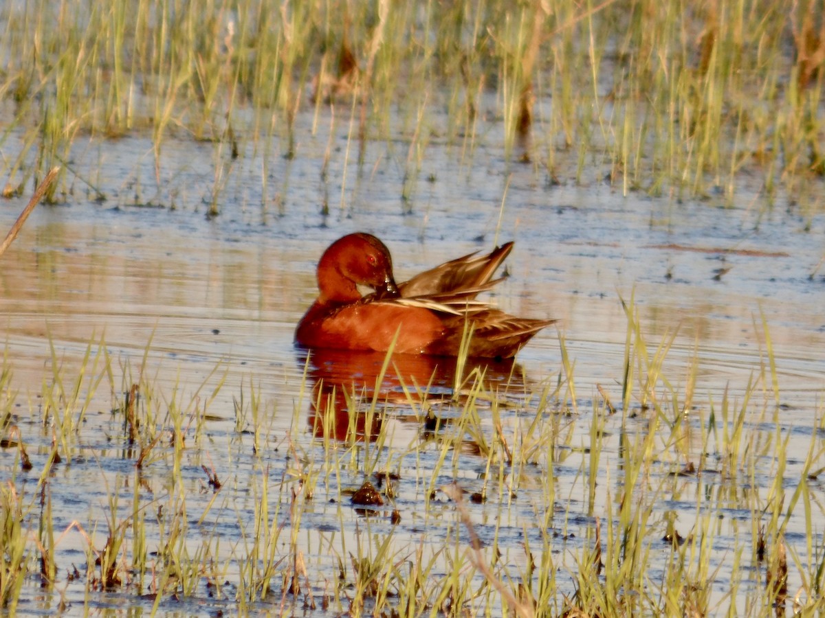 Cinnamon Teal - Howard Sands