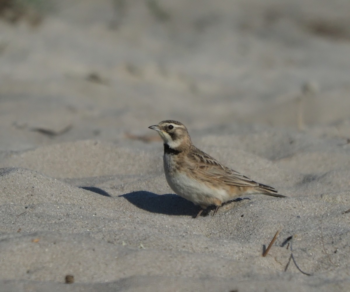 Horned Lark - ML619065858