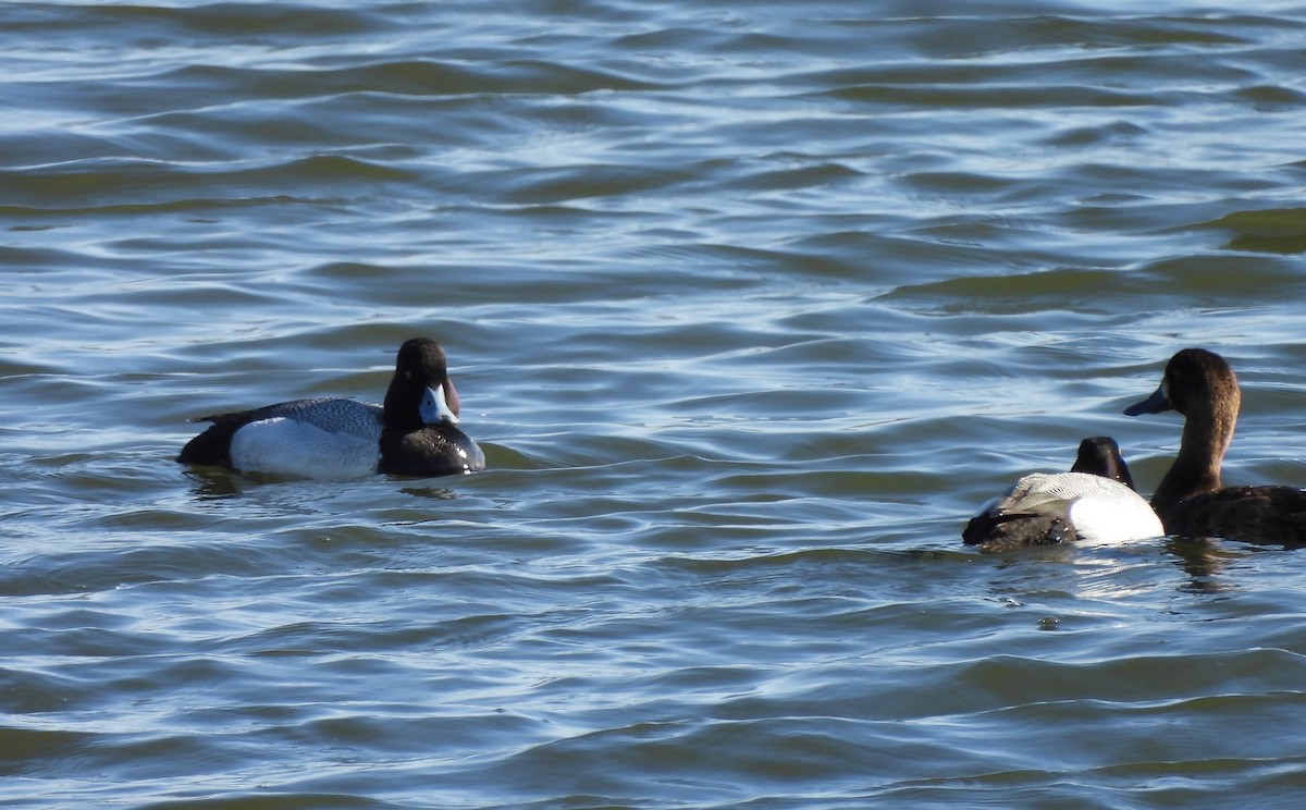 Lesser Scaup - Pegg & Mark Campbell