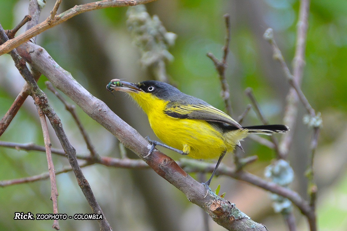 Common Tody-Flycatcher - Ricardo DELGADILLO