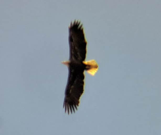 Bald Eagle - ML619065881